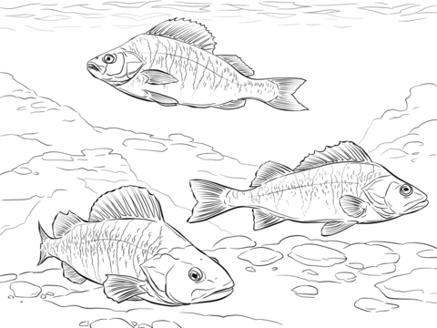 European Perch Coloring Page